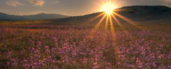 sunsetmeadowsunlightbanner.jpg